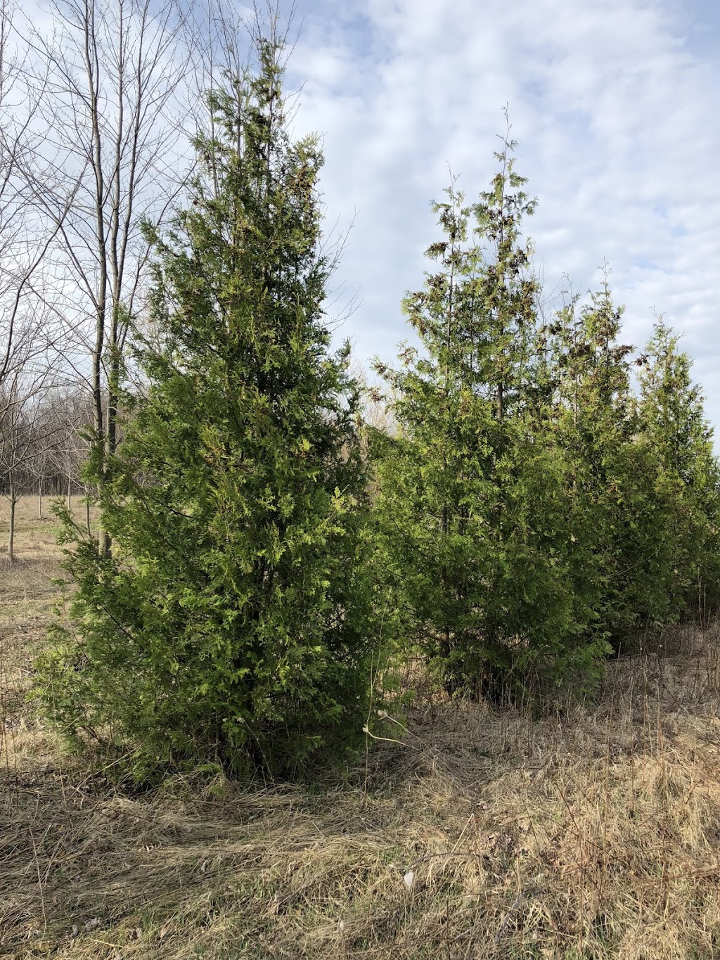 Ontario Tree Farms | 12465 Albion Vaughan Rd, Kleinburg, ON L0J 1C0, Canada | Phone: (416) 606-6883