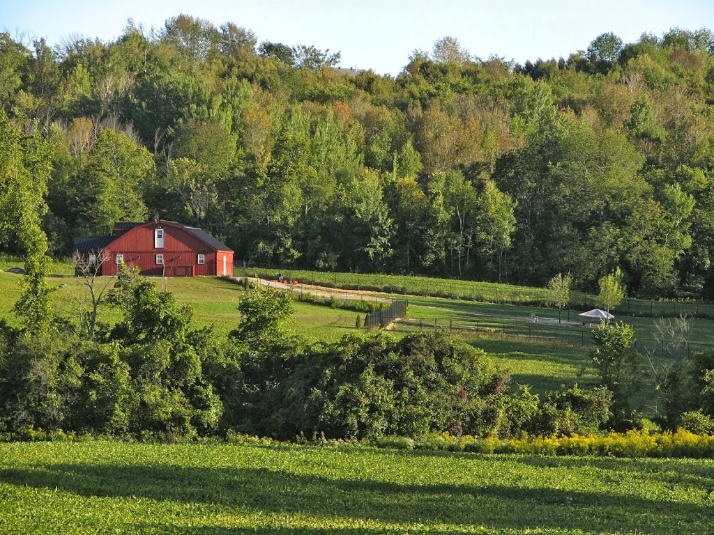 Dogs at Camp GTA - 100 Acres - Hiking & Swimming! | 20850 Marsh Hill Rd, Uxbridge, ON L9P 1R3, Canada | Phone: (905) 862-0273