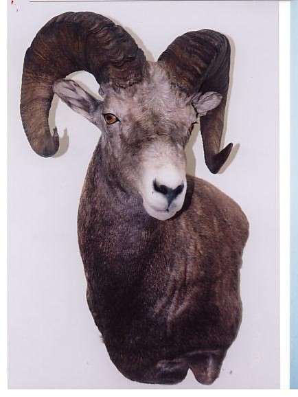 Hunters Taxidermy | 39048 Range Road 22 - 0, Erskine, AB T0C 1G0, Canada | Phone: (403) 352-7030