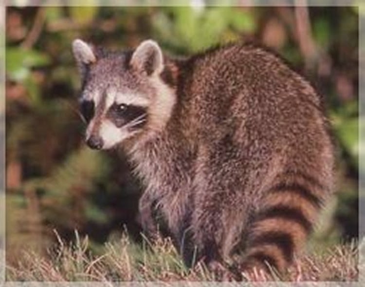 Advanced Wildlife Control | 469 Ketch Harbour Rd, Bear Cove, NS B3V 1J8, Canada | Phone: (902) 497-2582