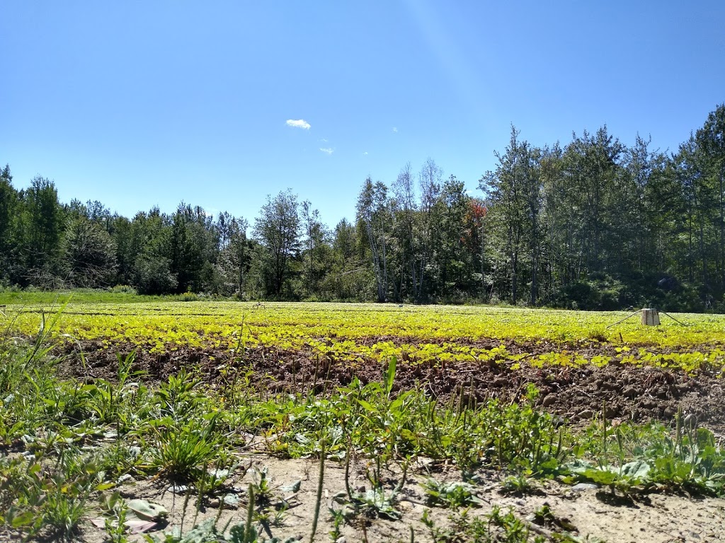 Ferme Les Aulx de la rivière | 641 Route des Rivières, Saint-Apollinaire, QC G0S 2E0, Canada | Phone: (418) 609-6050