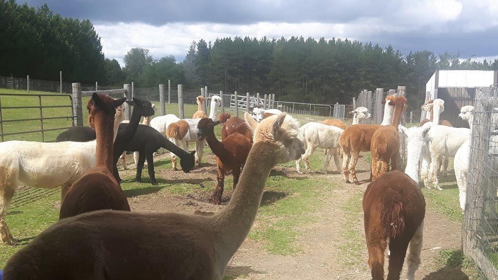 Salem Alpacas | 363 Salem Rd, Manilla, ON K0M 2J0, Canada | Phone: (705) 786-2023