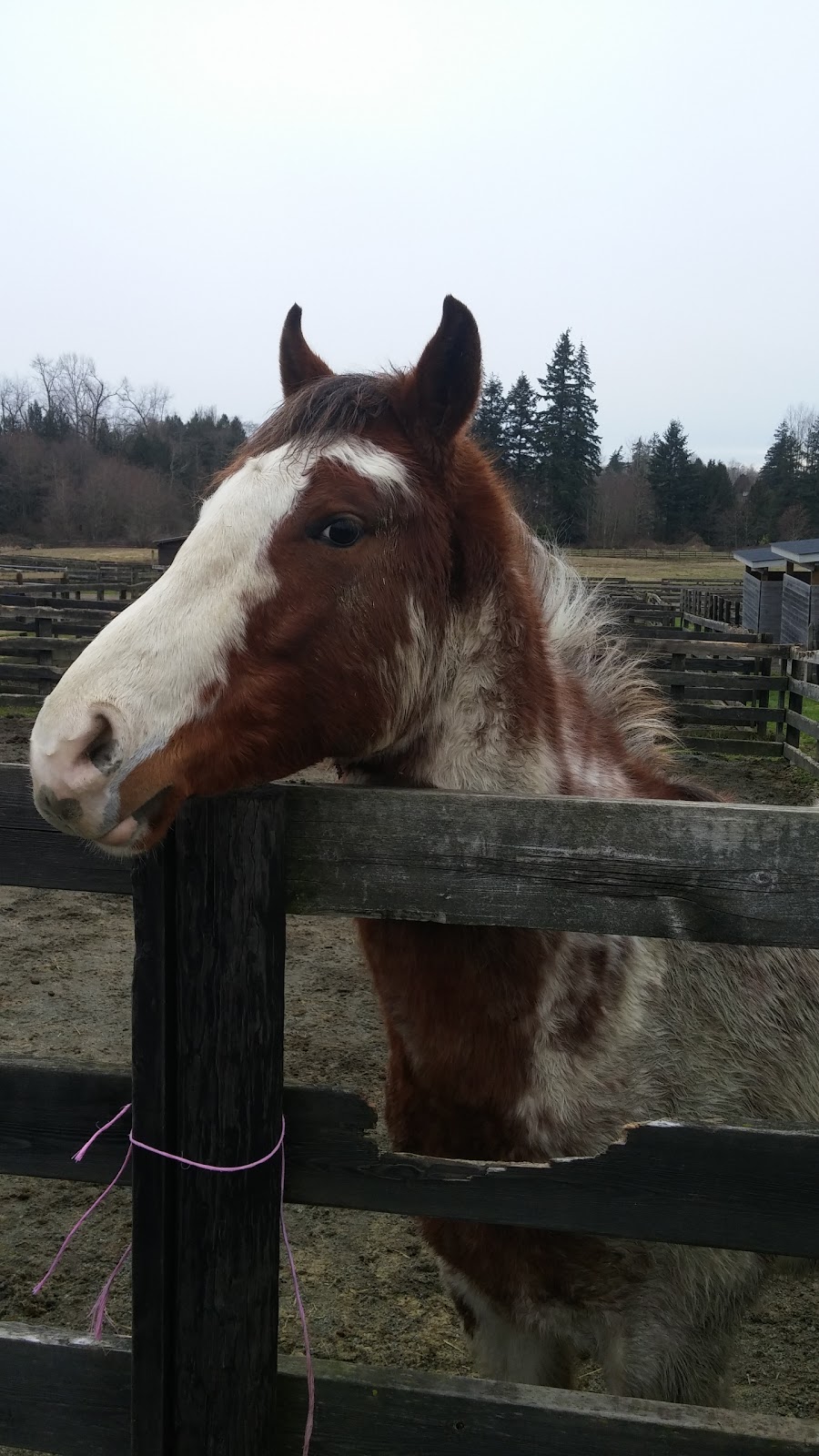 Pacific Country Stables | 21852 16 Ave, Langley Twp, BC V2Z 1K5, Canada | Phone: (778) 549-6939