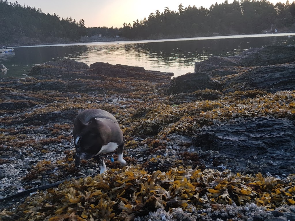 Arbutus Point Oceanfront B&B | 215 Welbury Dr, Salt Spring Island, BC V8K 2L7, Canada | Phone: (250) 537-4583