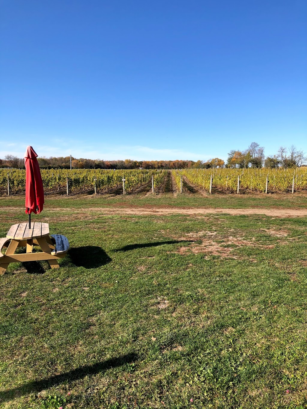 Sugarbush Vineyards & Winery | 1286 Wilson Rd, Hillier, ON K0K 2J0, Canada | Phone: (613) 399-9000