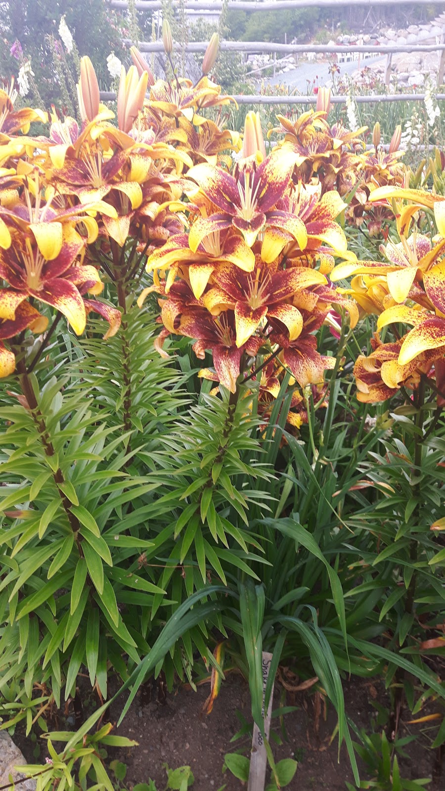 Harbour Breezes Daylilies | 10099 Nova Scotia Trunk 7, Head of Jeddore, NS B0J 1P0, Canada | Phone: (902) 889-3179