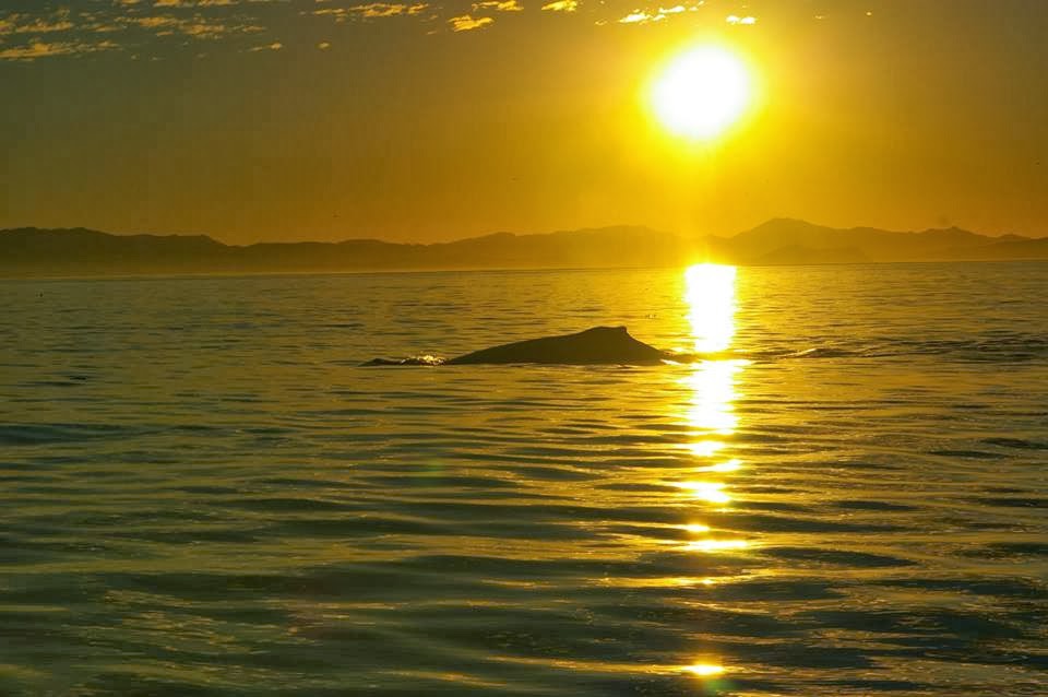 Sooke Whale Watching | 1581 Dufour Rd, Sooke, BC V9Z 0T6, Canada | Phone: (250) 642-2343