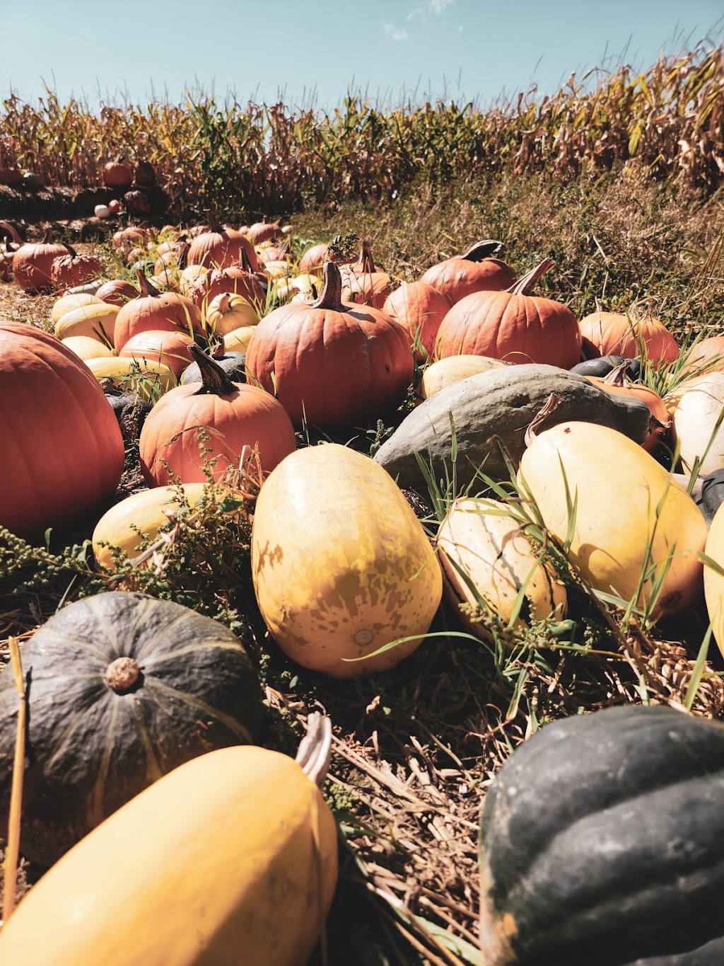 Labyrinthe Galaxie | 30 Mnt des Quarante-Deux, Sainte-Julie, QC J3E 1Y1, Canada | Phone: (450) 649-1777