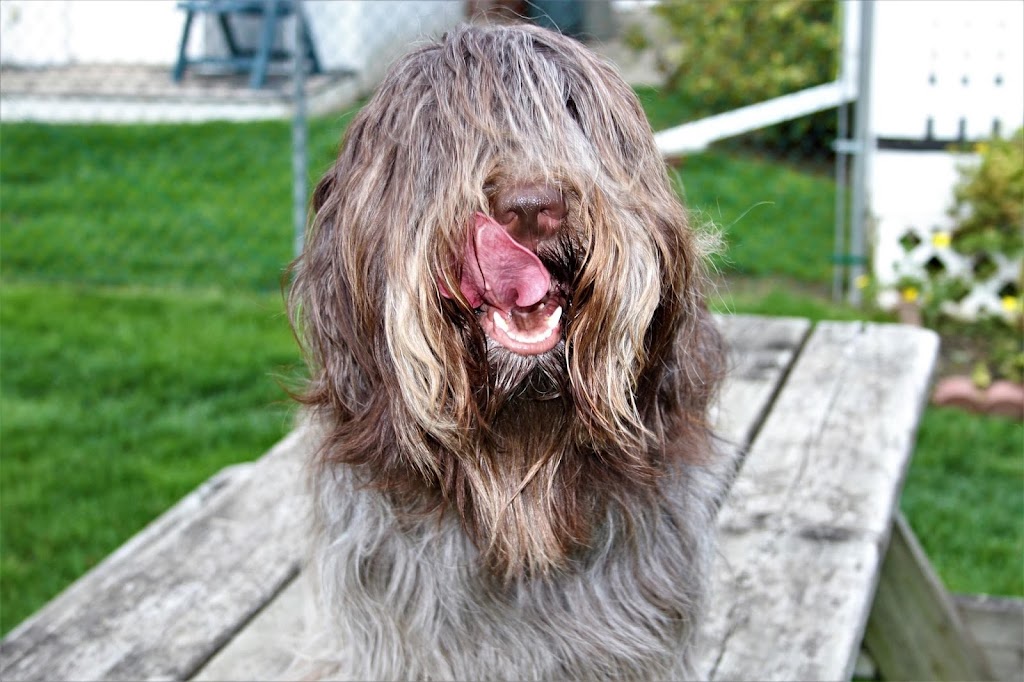 Schapendoes Of Messy Hair Kennels | 19 Mill St E, Tottenham, ON L0G 1W0, Canada | Phone: (905) 936-5986