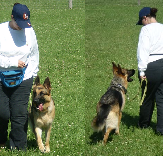 Sport Dog Training Center | 112 Pine St E, Aylmer, ON N5H 1N5, Canada | Phone: (519) 902-4739