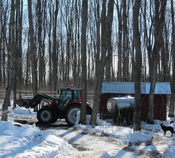 Windlee Farms Maple Syrup | 10 Baseline Rd N, Tiny, ON L4R 0E3, Canada | Phone: (705) 526-0769