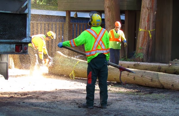 ROYAL WOOD TREE CARE | 1101 English Bluff Rd, Delta, BC V4M 2N7, Canada | Phone: (604) 943-0084