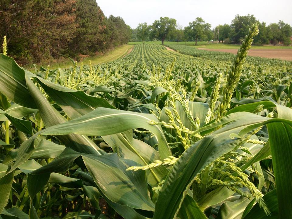 Allisons Farm Market | 10636 8 Line, Georgetown, ON L7G 4S5, Canada | Phone: (905) 873-8283