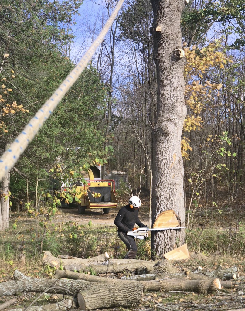 Downey Tree Service | 2781 Ronald Rd, Minesing, ON L9X 1H5, Canada | Phone: (705) 309-7926