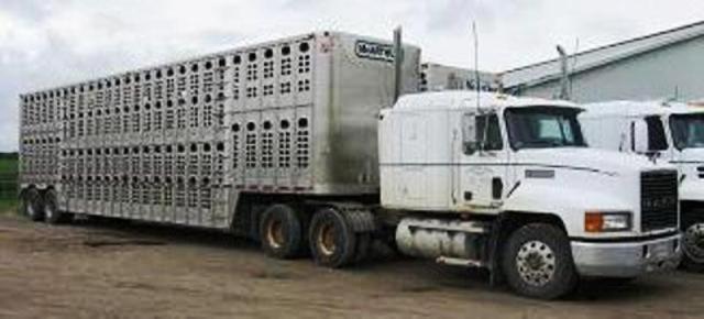 Kevin McArthur - Livestock Trucking | 554447 Mono-Amaranth TLine, Mono, ON L9W 5M8, Canada | Phone: (519) 942-0264