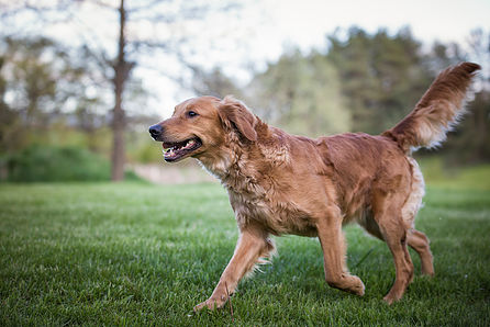 Ridge & Valley Farm- Goldendoodle Breeder | 5318 ON-3, Simcoe, ON N3Y 4K4, Canada | Phone: (905) 518-8771