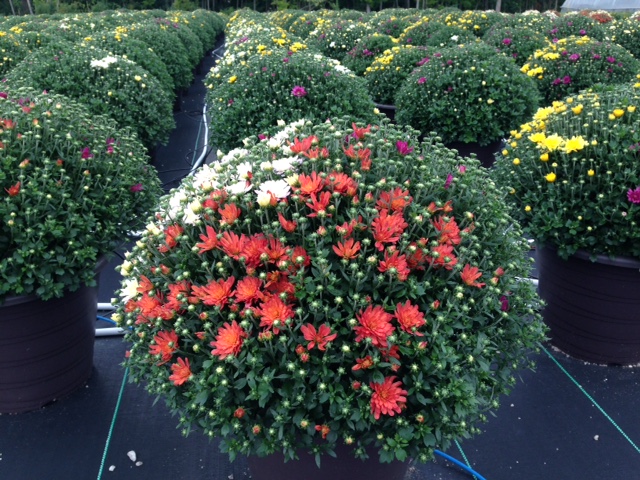 K&K Greenhouses | 1852 Concession Rd 6 W, Branchton, ON N0B 1L0, Canada | Phone: (519) 623-7688