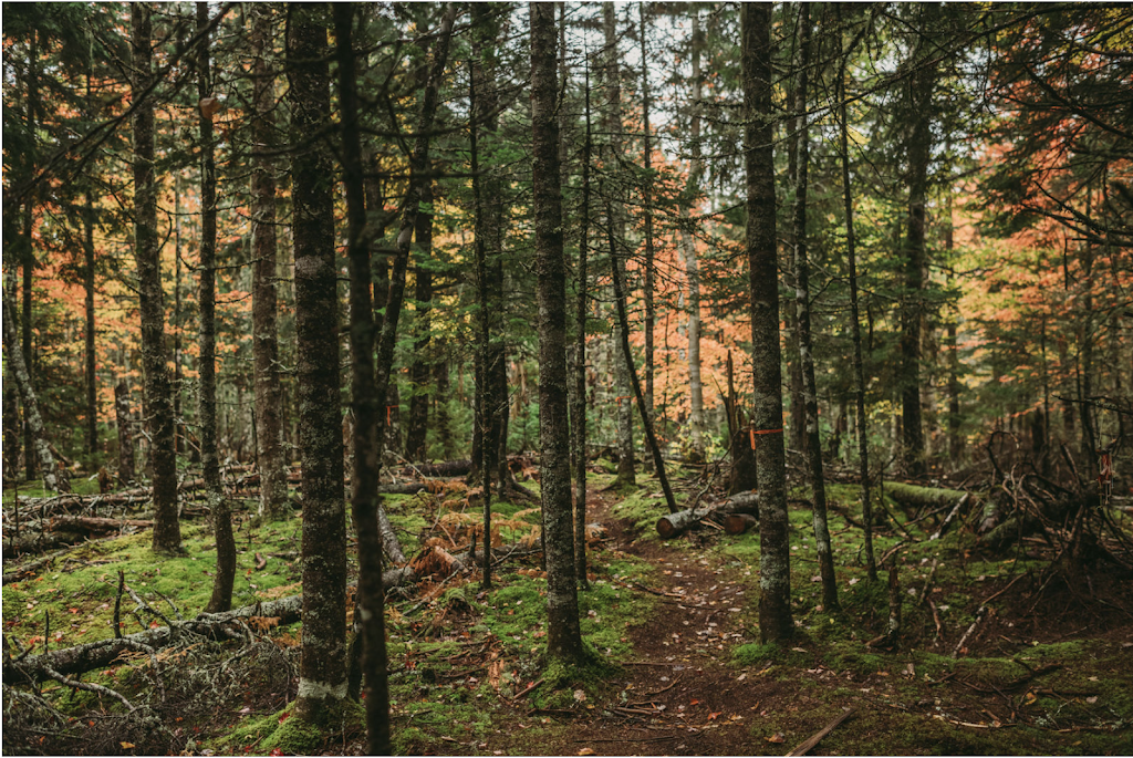 Pictou County Forest School | 421 MacBain Rd, Meadowville, NS B0K 1R0, Canada | Phone: (506) 292-1778