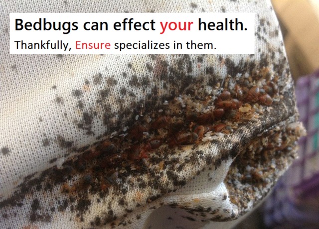 Ensure Pest Control Inc. | 2247 Hurontario St, Mississauga, ON L5A 2G2, Canada | Phone: (647) 961-7426