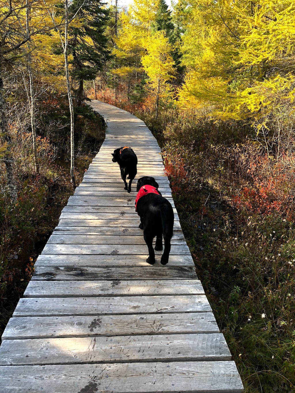 The Bluff Wilderness Hiking Trail (parking lot) | 2890 St Margarets Bay Rd, Timberlea, NS B3T 1H4, Canada | Phone: (902) 876-7377