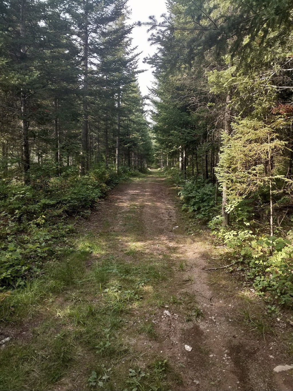 McGregor Brook Blueberries Upick | 325 McGregor Brook Rd, Mount Hebron, NB E4G 1H1, Canada | Phone: (506) 435-0536