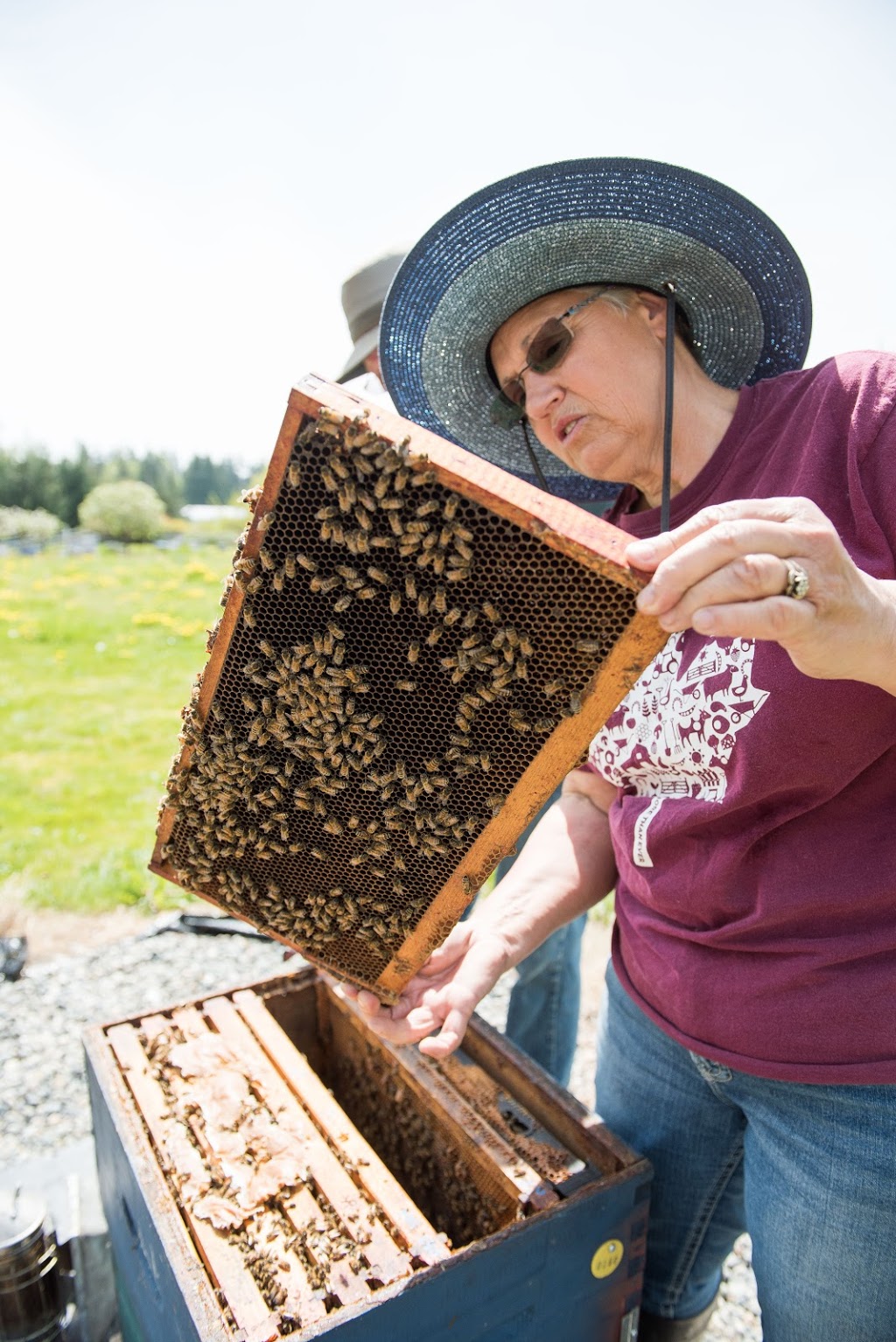 Campbell’s Gold Honey Farm and Meadery | 2595 Lefeuvre Rd, Abbotsford, BC V4X 1H5, Canada | Phone: (604) 856-2125