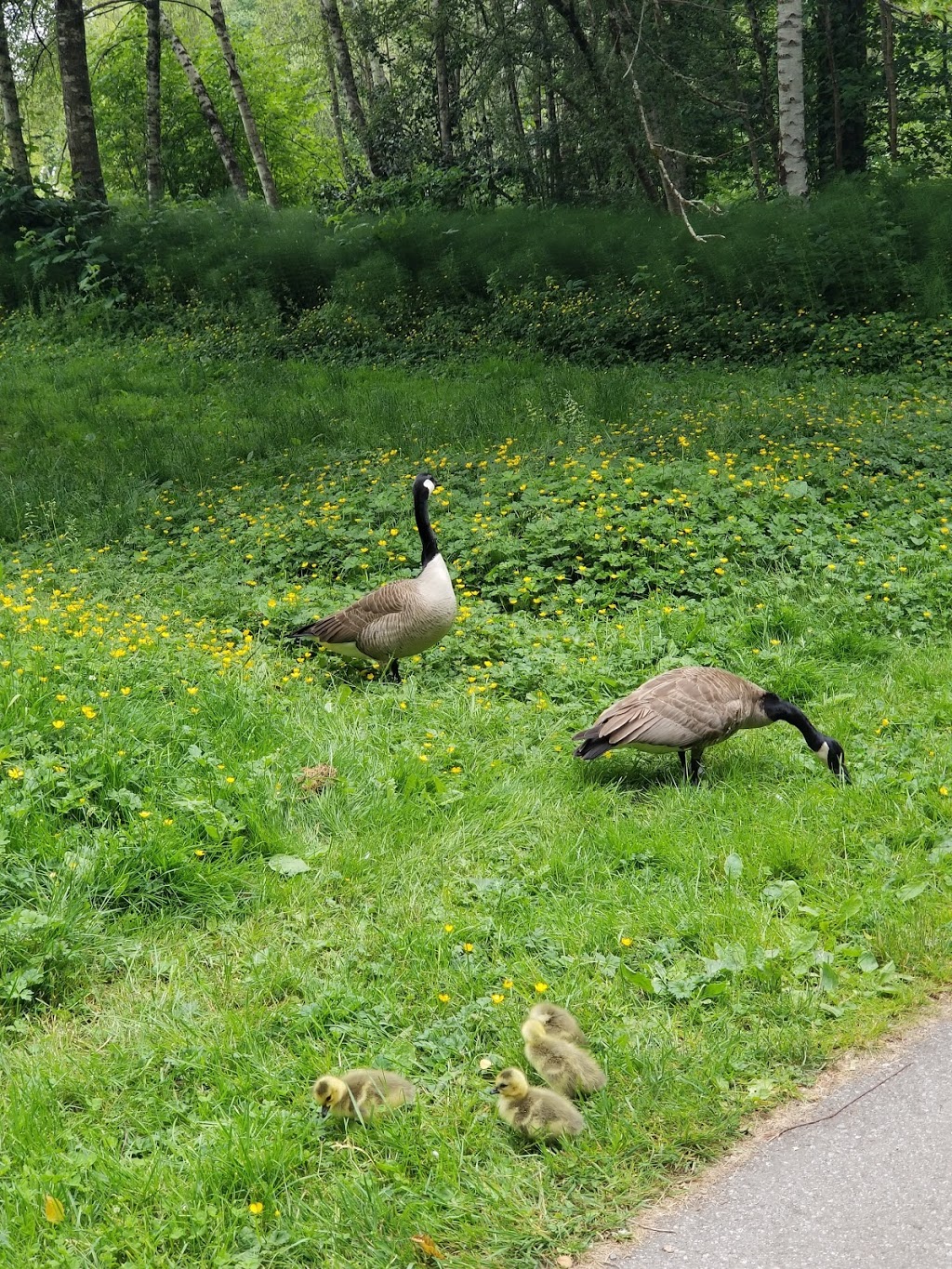 Garden City Community Park and Arboretum | 6620 Garden City Rd, Richmond, BC V6Y 1T6, Canada | Phone: (604) 276-4000