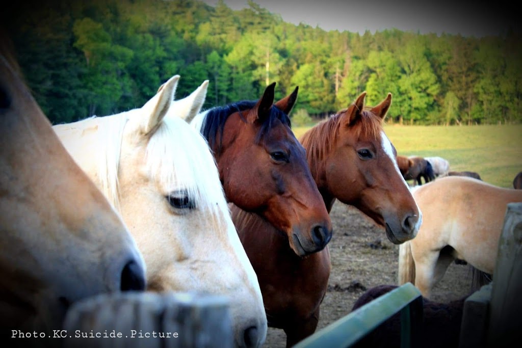 Ranch thérapeutique cheval de soie | 580 Chemin du Sanctuaire, Sherbrooke, QC J1H 0E1, Canada | Phone: (819) 620-3377