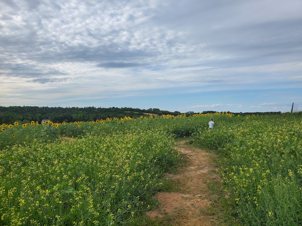 The Sunflower Maze Farm | 1194 Nova Scotia Trunk 1, Falmouth, NS B0P 1L0, Canada | Phone: (902) 790-0542