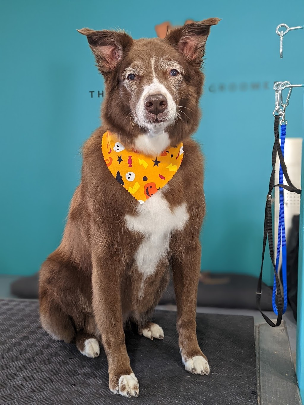 The Conscious Groomer | 16178 10a Ave, Surrey, BC V4A 9R6, Canada | Phone: (604) 319-3079