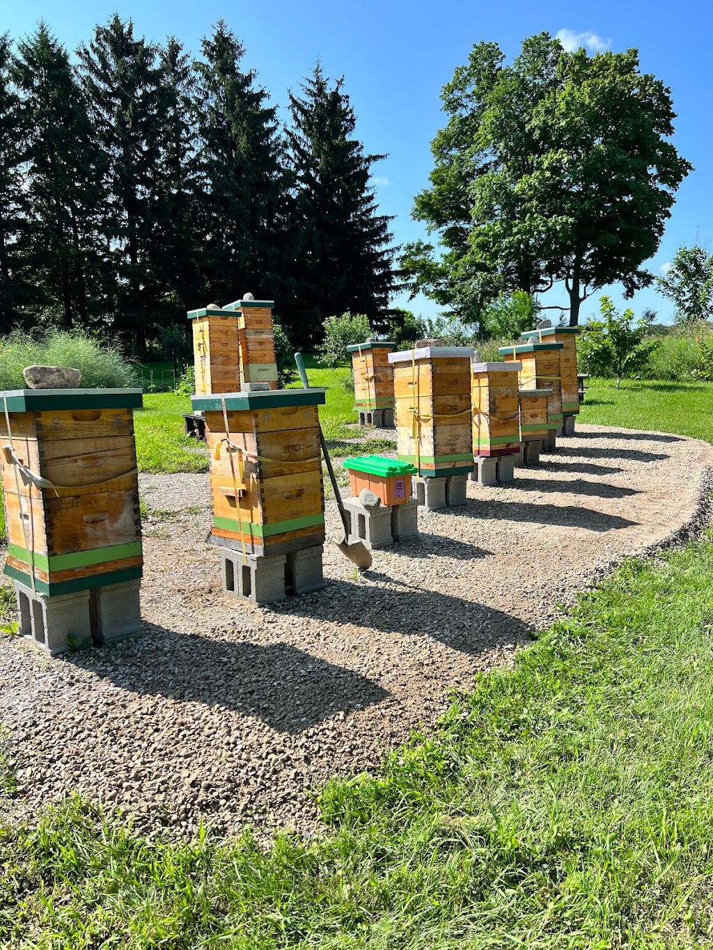 Fielding Bees | 41803 Hydro Line Rd, Seaforth, ON N0K 1W0, Canada | Phone: (519) 525-8112