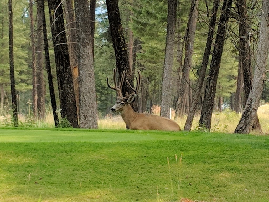 Wildstone Golf Course | 950 Wildstone Dr, Cranbrook, BC V1C 0B4, Canada | Phone: (250) 489-1282