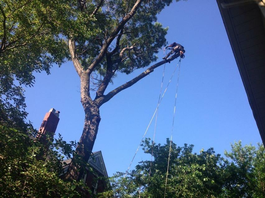 Arborstrong Tree Service | 2402 Concession, ON-6, Collingwood, ON L9Y 3Z1, Canada | Phone: (705) 351-8733