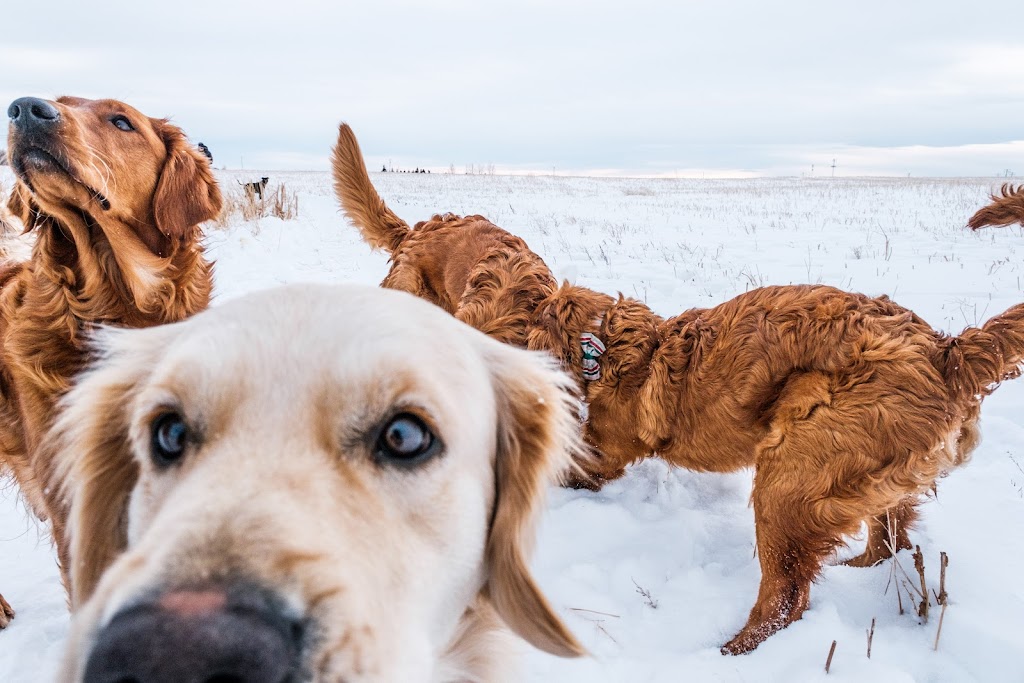 Hearts Of Gold YYC | Golden Retrievers | 244206 84 St NE, Calgary, AB T1Y 7H2, Canada | Phone: (403) 797-1590