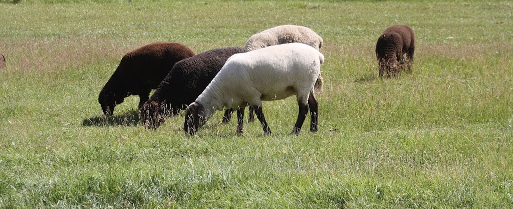 Ewe Love Farming | 405 Wardner Fort Steele Rd, Fort Steele, BC V0B 1N0, Canada | Phone: (250) 919-4949