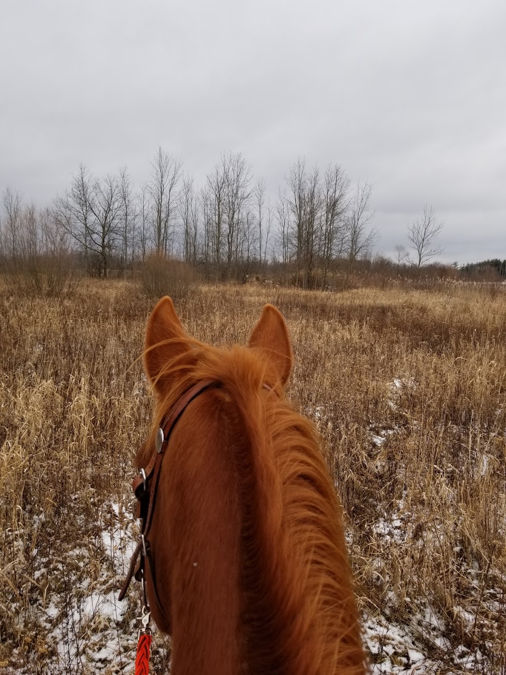 Restoration Ranch / Dragonfly Equestrian | 2020 Safari Rd, Cambridge, ON N1R 5S2, Canada | Phone: (416) 799-5090