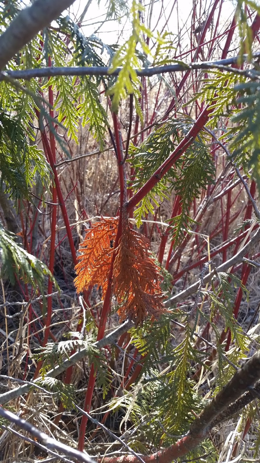 Oak Ridges Trail | King, ON L7B 1A3, Canada