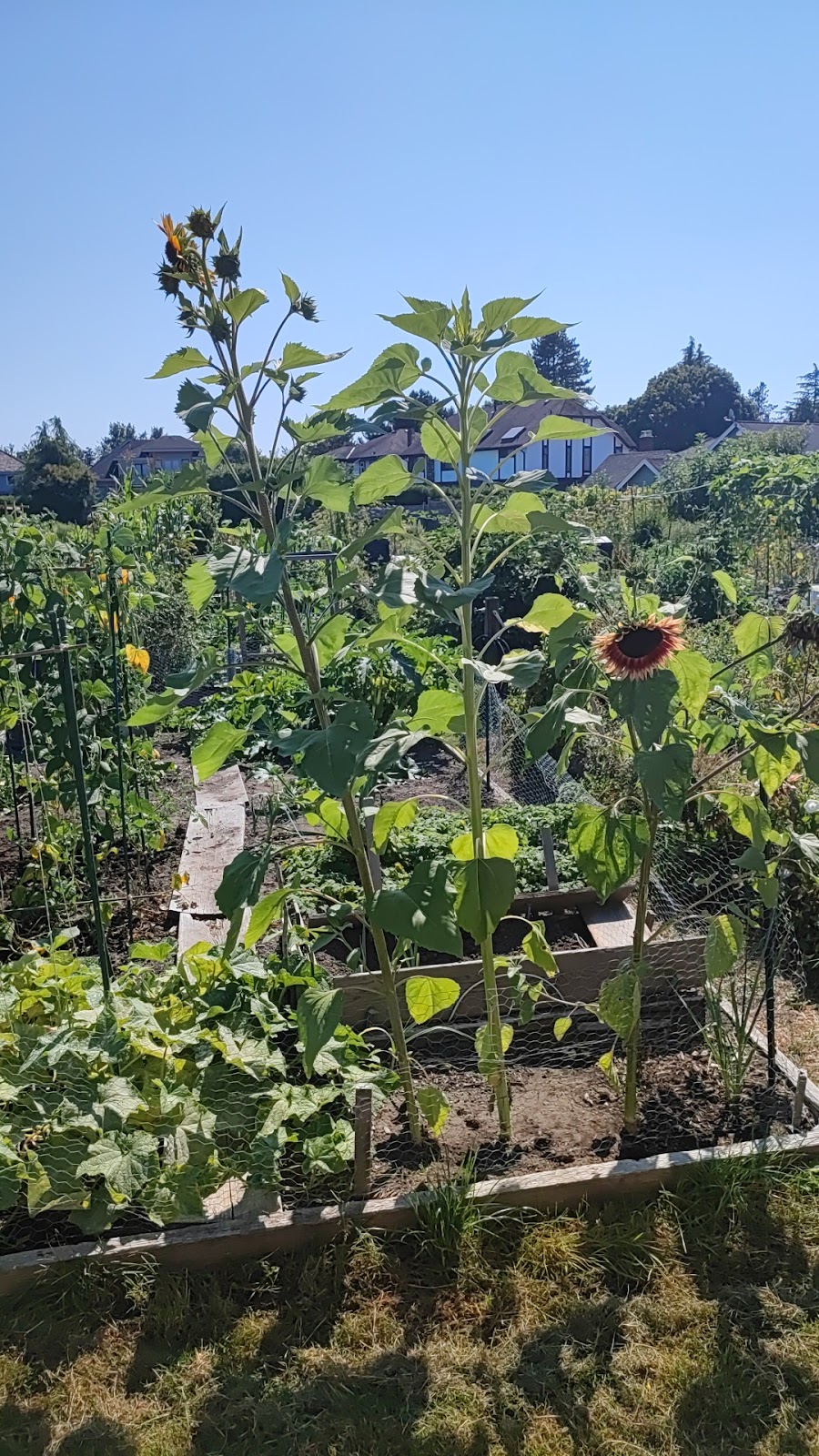 Garratt Community Garden | Lulu Island, Richmond, BC V7C 3S8, Canada | Phone: (604) 244-7377