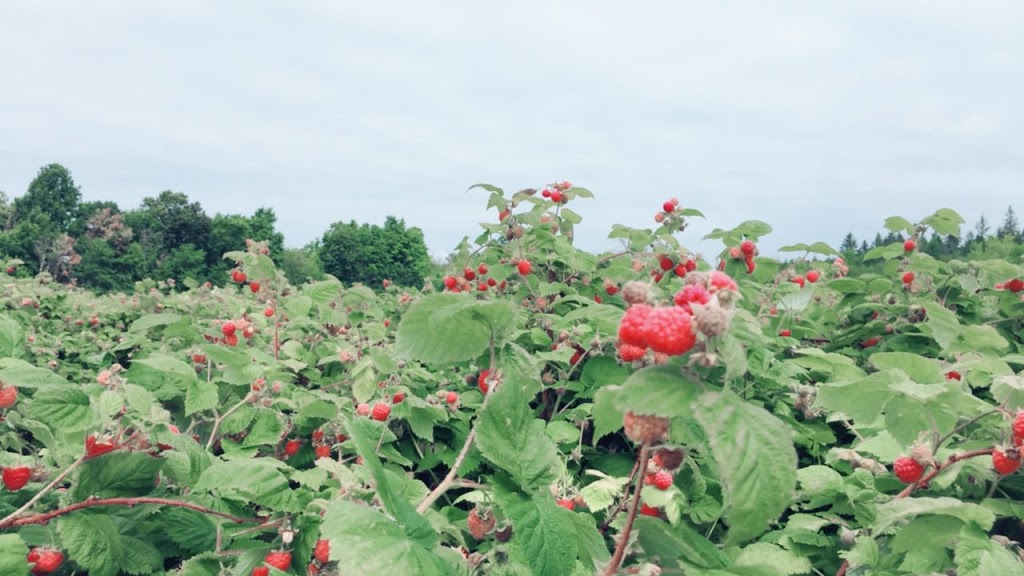 Potager Eardley | 398 Chemin Eardley, Gatineau, QC J9J 2Y9, Canada | Phone: (819) 684-0273