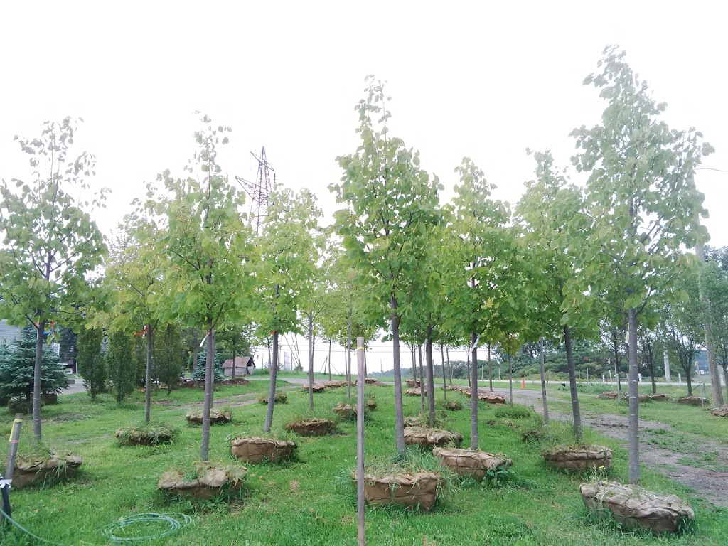 JCA Trees | 1102 Erbs Rd, St. Agatha, ON N0B 2L0, Canada | Phone: (519) 884-7662