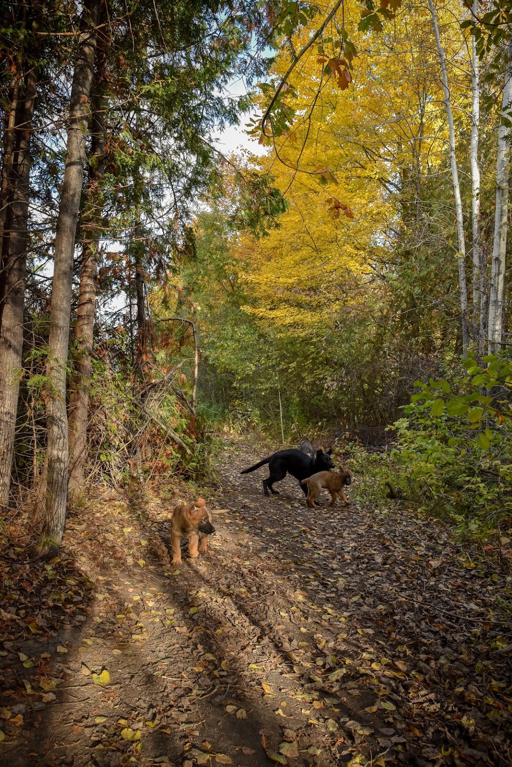 Kennel Club Boarding | 5584 Prince of Wales Dr, Kars, ON K0A 2E0, Canada | Phone: (613) 276-5074