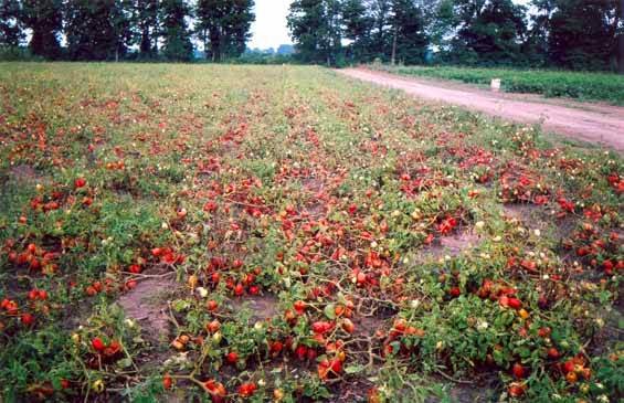 Mark Wales Farm Fresh Produce | 5484 Imperial Rd, Aylmer, ON N5H 2R2, Canada | Phone: (519) 773-7352