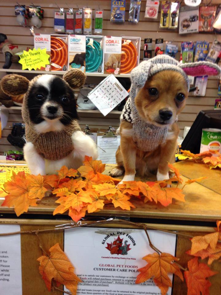 Global Pet Foods Hintonburg | 1200 Wellington St W, Ottawa, ON K1Y 2Z7, Canada | Phone: (613) 695-8884