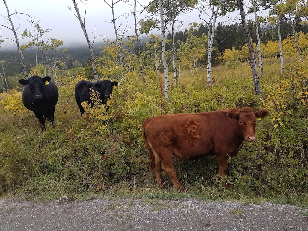 Castle Provincial Park | Ohagen Rd, Hillcrest Mines, AB T0K 1C0, Canada | Phone: (403) 627-1165