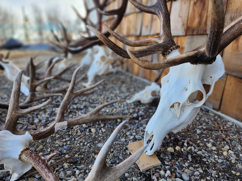 Altitude Taxidermy & Wildlife Artistry | 52048 Range Rd 265, Cardston County, AB T0K 2R0, Canada | Phone: (403) 682-7214