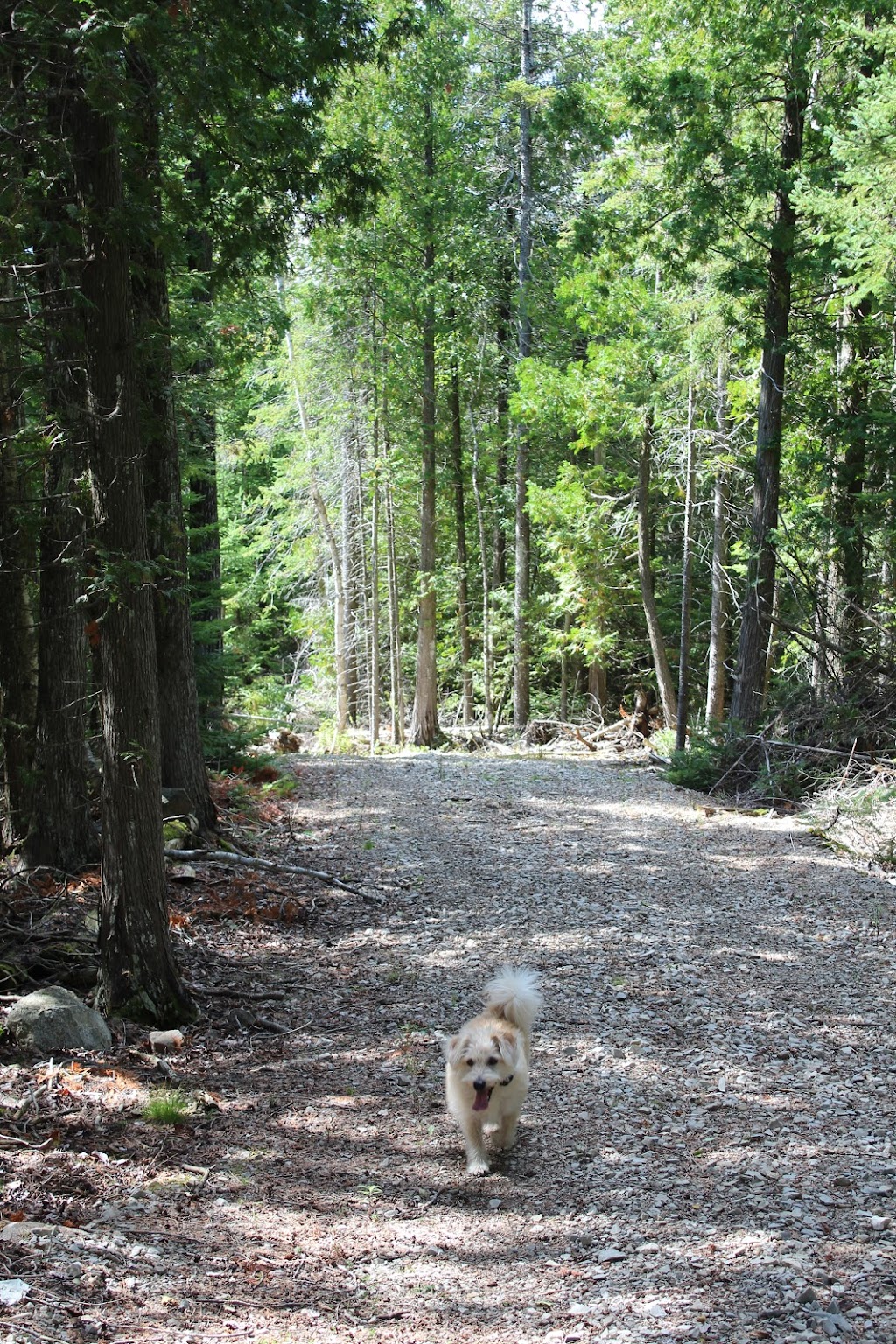 Lindsay Tract Trail | Northern Bruce Peninsula, ON N0H 1X0, Canada | Phone: (800) 268-3838