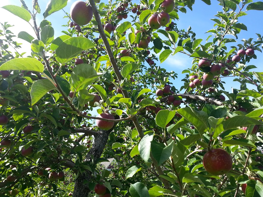 La Fleur Du Pommier Ltee | 79 Chemin Rue Goguen, Cocagne, NB E4R 5Y7, Canada | Phone: (506) 576-7946