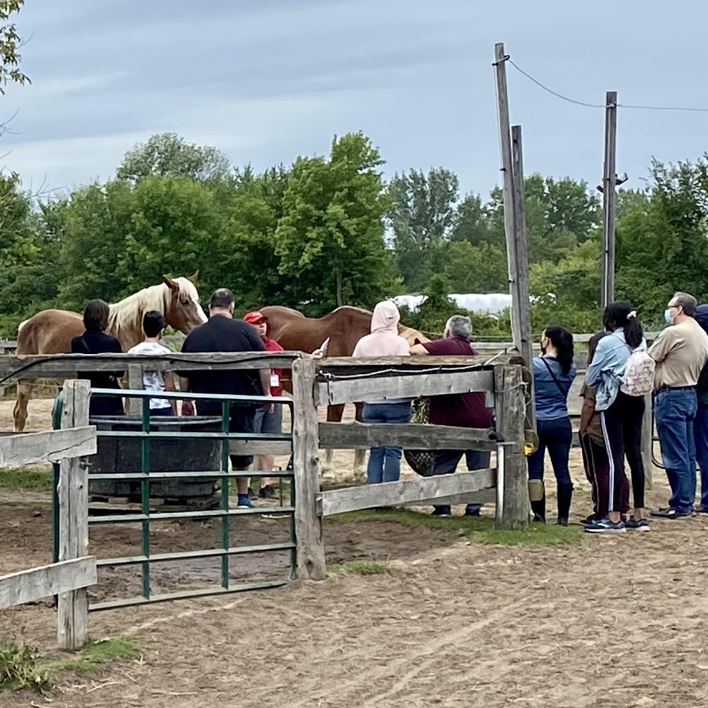 Neverland Ponies | 4430 Mnt Ste Angelique, Saint-Lazare, QC J7T 2N5, Canada | Phone: (514) 799-5422