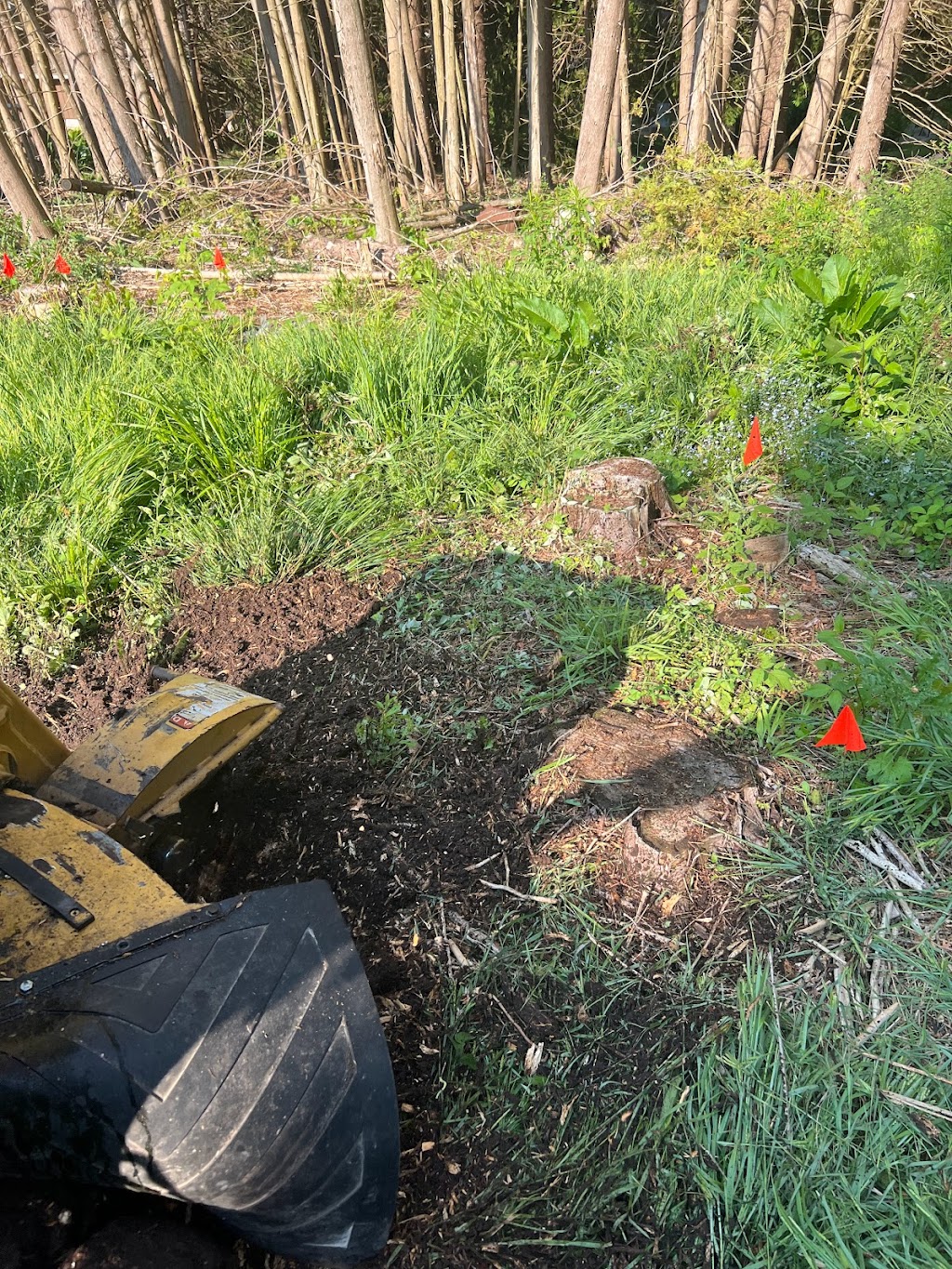 Dynamic Stump Grinding | 9 Dietz St, Mildmay, ON N0G 2J0, Canada | Phone: (204) 939-3371