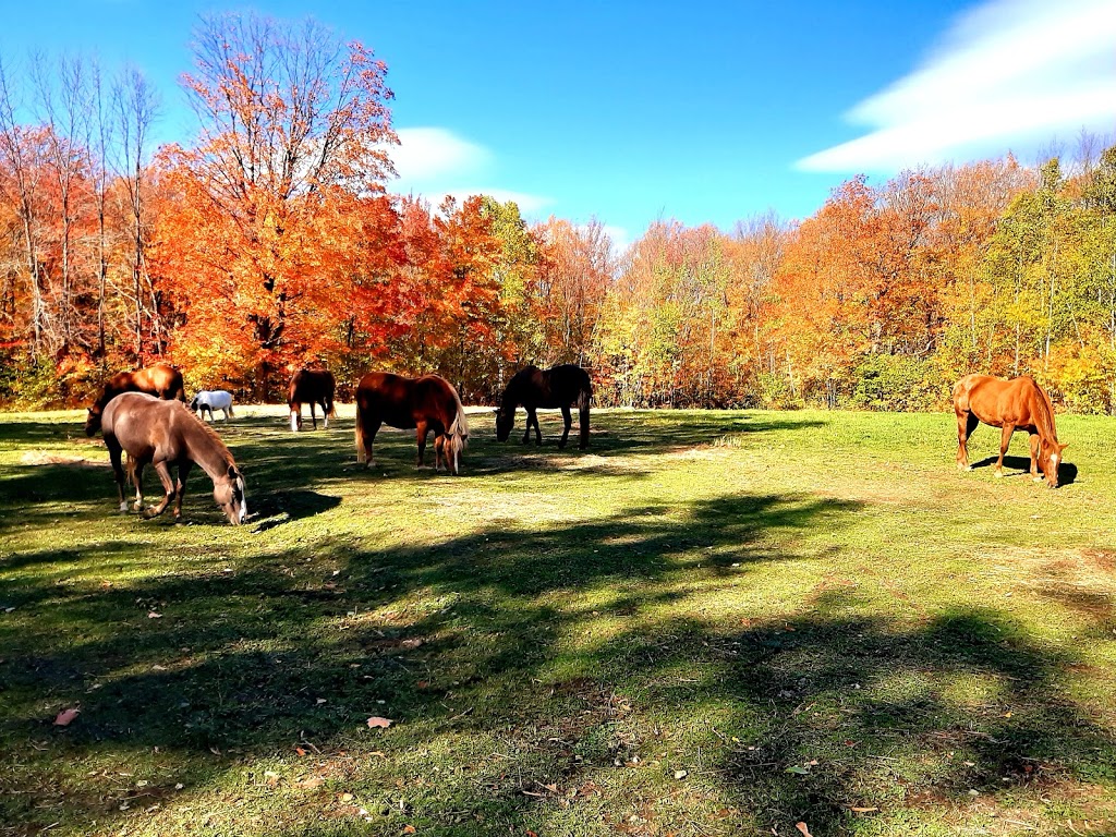 Écurie Catherine Coulombe | 505 Chemin du Golf, Montmagny, QC G5V 3R9, Canada | Phone: (418) 291-0128